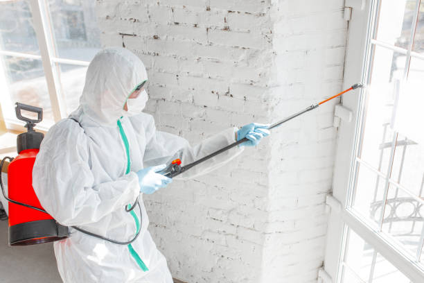 Best Emergency Mold Remediation in Elizabethtown, KY